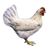 Grünleger®