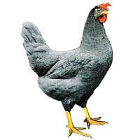 Silberblaue Königsberger®