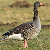 Graue Gans
