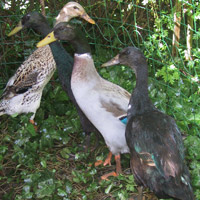 Rhodeländer