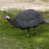 Perlhuhn
