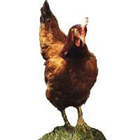 Rhodeländer