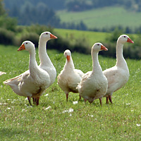 Weisse Gänse