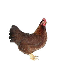 Welsumer Zwerg